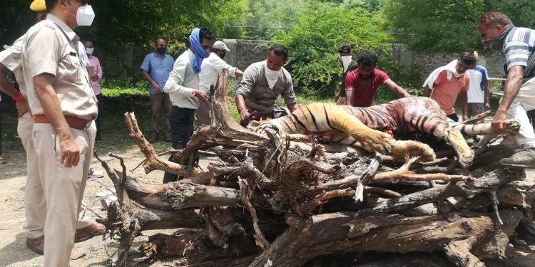 मुकंदरा हिल्स टाइगर रिजर्व में बाघ एमटी-3 का निधन पगमार्क फाउंडेशन ने जताया शोक