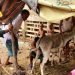 pooja kaul organiko : Soap made from donkey milk sells in thousands