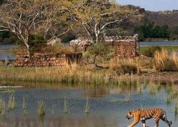 रणथंभौर राष्ट्रीय उद्यान (Ranthambore National Park)