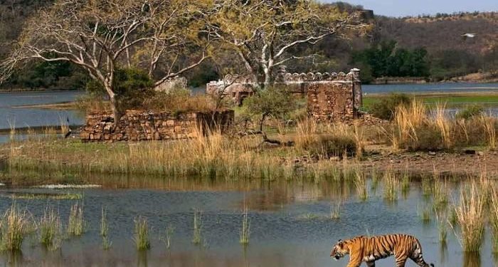 रणथंभौर राष्ट्रीय उद्यान (Ranthambore National Park)