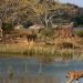 रणथंभौर राष्ट्रीय उद्यान (Ranthambore National Park)
