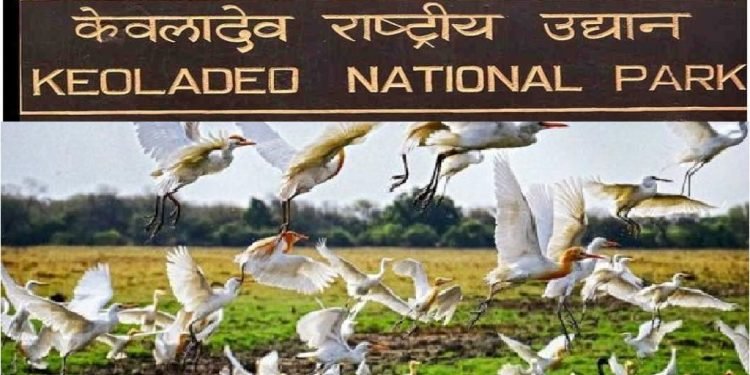पक्षियों का स्वर्ग, केवलादेव राष्ट्रीय पार्क(घना पक्षी विहार)