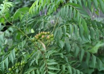 कड़ी पत्ता : स्वास्थ के साथ साथ हम बालों और त्वचा की भी देखभाल करते हैं। त्वचा के लिए फ्रूटपैक जैसे विविध, घरेलू पैक का इस्तमाल करते है। पर क्या आपको पता है; बालों की मजबूती के लिए भी आप घरेलू चीजों