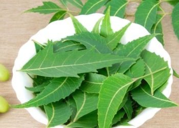 Neem Face Mask – प्राकृतिक चीजों का इस्तेमाल करते हुए अपनी त्वचा को बरकरार रखे