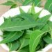 Neem Face Mask – प्राकृतिक चीजों का इस्तेमाल करते हुए अपनी त्वचा को बरकरार रखे