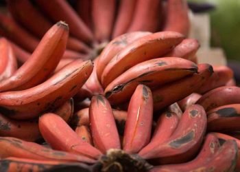 Red Banana Benefits : बहुत कम लोग जानते होंगे लाल केले के फायदों के बारे में