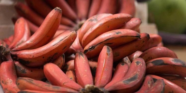 Red Banana Benefits : बहुत कम लोग जानते होंगे लाल केले के फायदों के बारे में