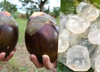 जानिए क्या है Ice Apple उपयोग, लाभ, दुष्प्रभाव और बहुत कुछ