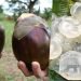 जानिए क्या है Ice Apple उपयोग, लाभ, दुष्प्रभाव और बहुत कुछ