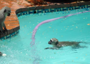 Mumbai की गर्मी में स्विमिंग पूल में नहाते नजर आए बन्दर