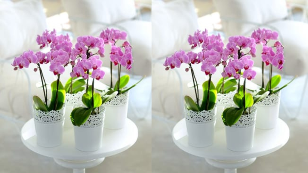 Discover the Exquisite World of Orchids with Orchid-Tree – Nature's Masterpiece at Your Fingertips