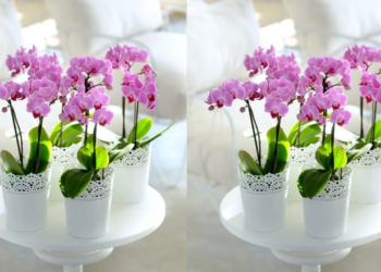 Discover the Exquisite World of Orchids with Orchid-Tree – Nature's Masterpiece at Your Fingertips