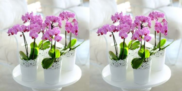 Discover the Exquisite World of Orchids with Orchid-Tree – Nature's Masterpiece at Your Fingertips