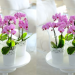 Discover the Exquisite World of Orchids with Orchid-Tree – Nature's Masterpiece at Your Fingertips