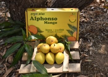 How to Identify and Buy Alphonso Mango for Maximum Freshness