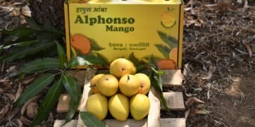 How to Identify and Buy Alphonso Mango for Maximum Freshness