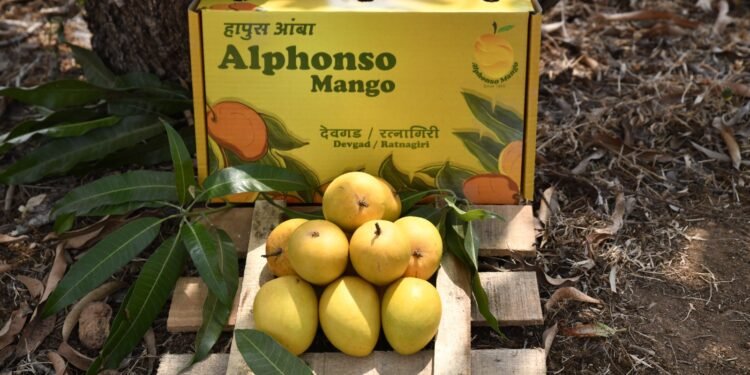 How to Identify and Buy Alphonso Mango for Maximum Freshness