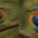 Discover the Redhif, a legendary bird of North Korea